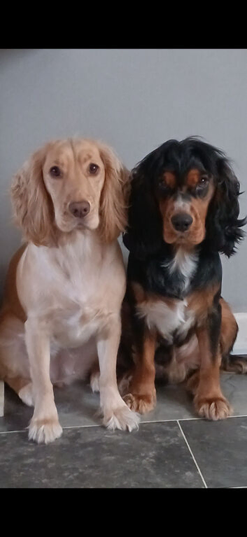 8 gorgeous golden and a tri-colour cocker spaniel puppies