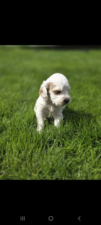 F1B cockapoo puppies