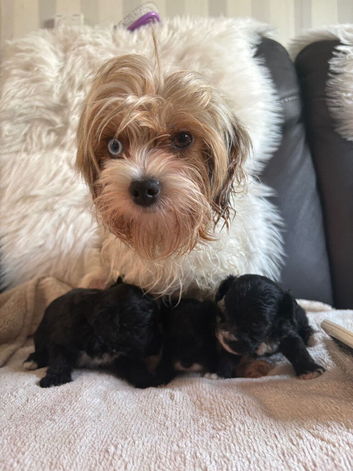 Yorkipoo puppies