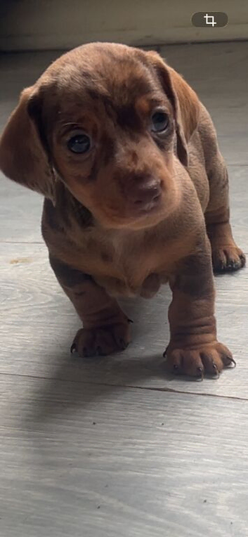 Dachshound puppy