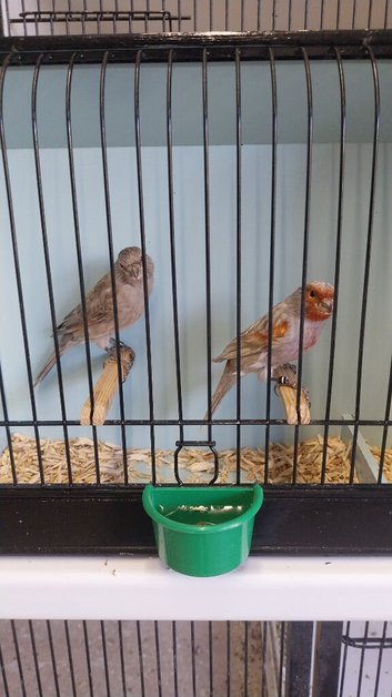 Mosaic canaries
