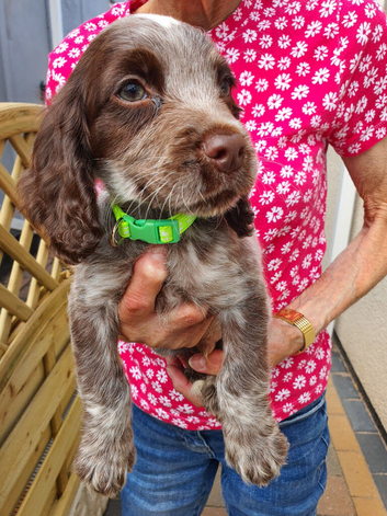 Adorable Cocker Spaniel