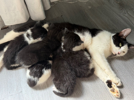 3 beautiful kittens left out of a litter of 7