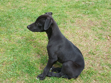 REDEVELYN WHIPPET'S, KC REG NR GLOUCESTER.