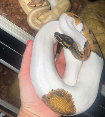 Pied ball python for sale