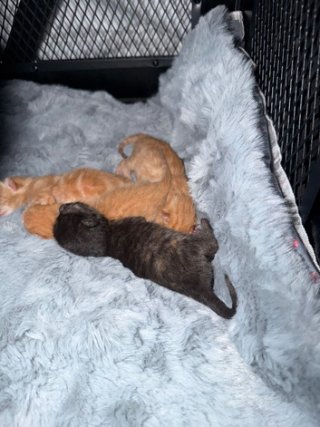 4 beautiful kittens for sale please read discription