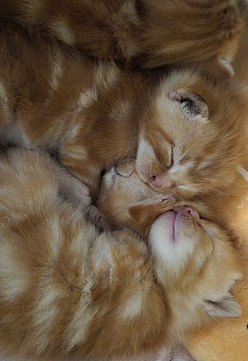 Beautiful kittens
