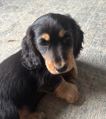 X3 KC REGISTERED Long Haired Miniature Daschund puppies looking for there forever home.
