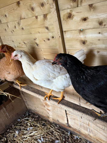 Mixed Chicks for Sale