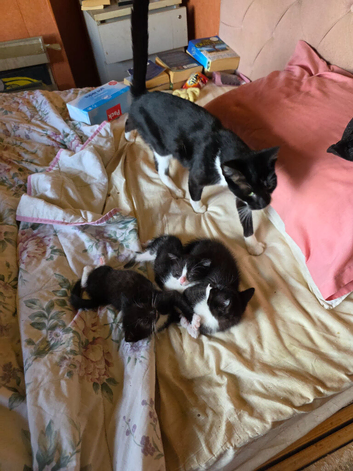 4 black and white kittens