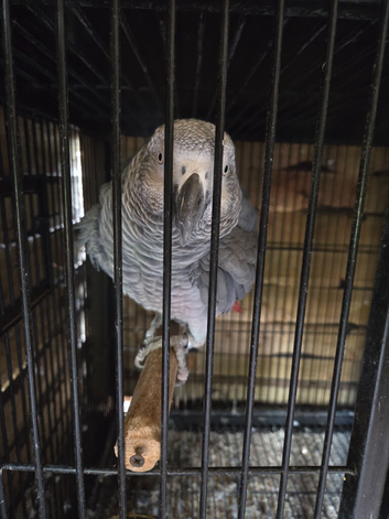African grey parrot