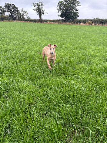 One of kind pure whippet