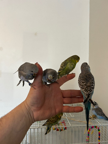 Hand reared budgies . X13