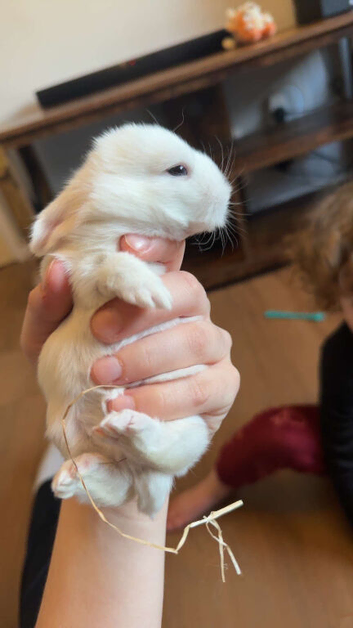 white bunny (breed is unknown)
