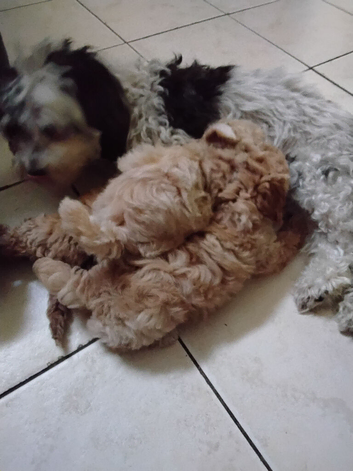 Maltipoo puppies ready now
