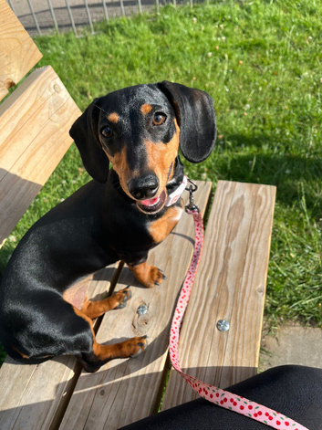 7 month old girl for sale