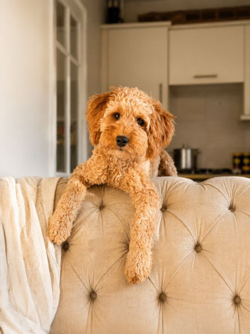 F1 Red Cavapoo Boy