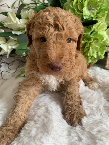 Health tested Australian Labradoodles
