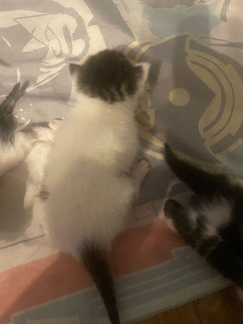 Kittens for sale
