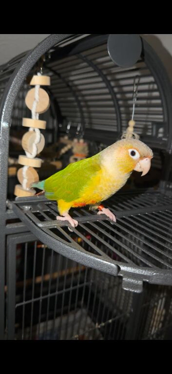 Kiwi
