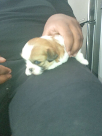 Stunning litter of 3 girls 1 boy shih tzu
