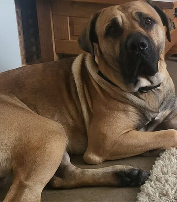 Male boerboel