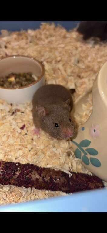 17 week old female Syrian hamster