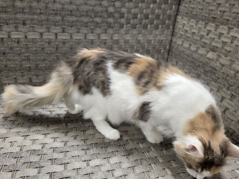19 month old female maine coon