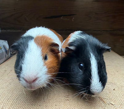 Gorgeous boys looking for loving home