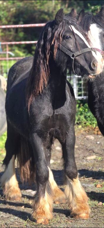 Gypsey cob 19 months old