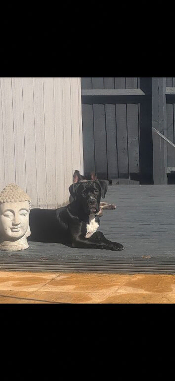 Cane corso 9 month girl