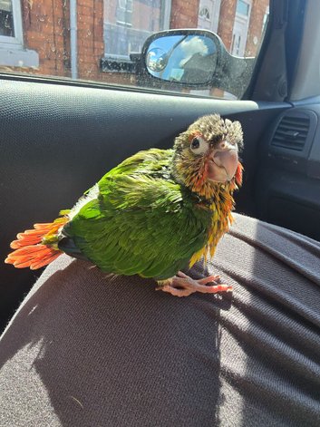 Silly hand tamed conures ready for new home