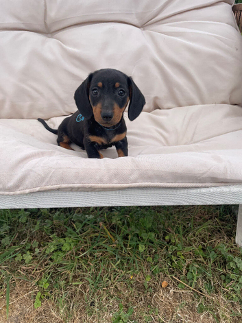 Miniature dachshund puppies