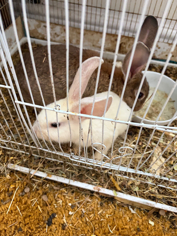 X2 baby rabbits