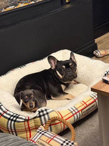 BLACK AND TAN FRENCH BULLDOG