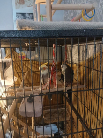 2 cockatiels for sale