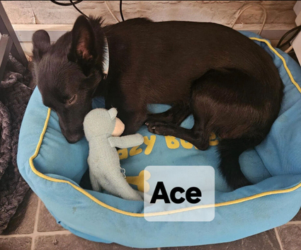 ACE, OLLIE & CHESTER - LOOKING FOR THEIR FOREVER HOMES