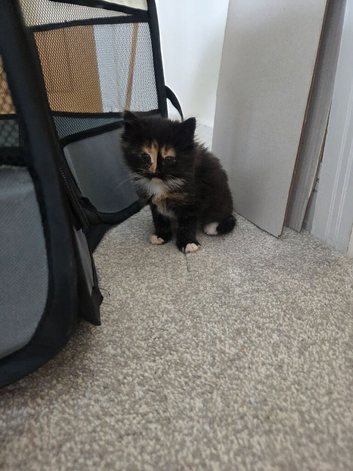 Kitten