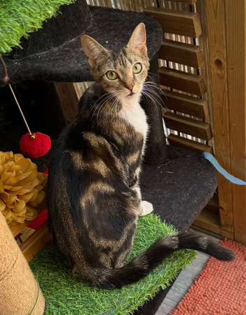 FEMALE KITTEN NEEDS LOVING HOME