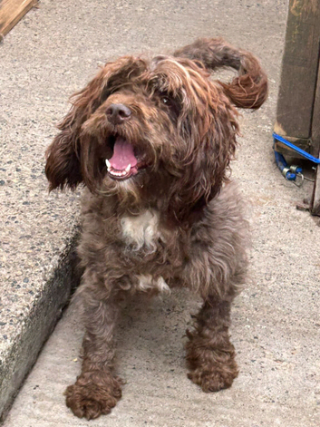 Chocolate Cockapoo bitch