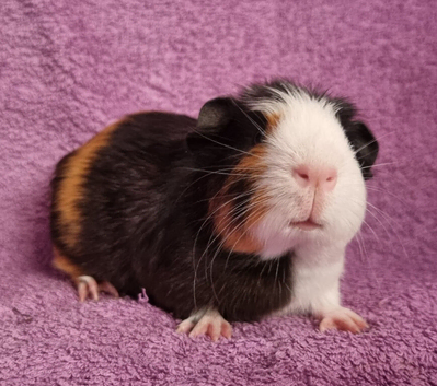 BEAUTIFUL MALE GUINEA PIGS