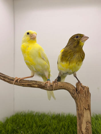 2026 canaries available