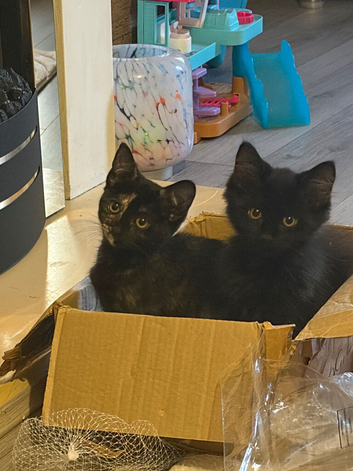 3 female kittens ready now