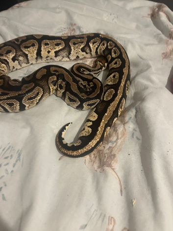 Female bull python