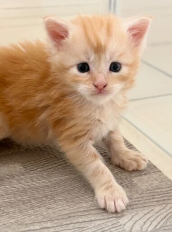 Beautiful Maine Coon Kittens ready to leave