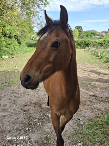 13hh welsh b
