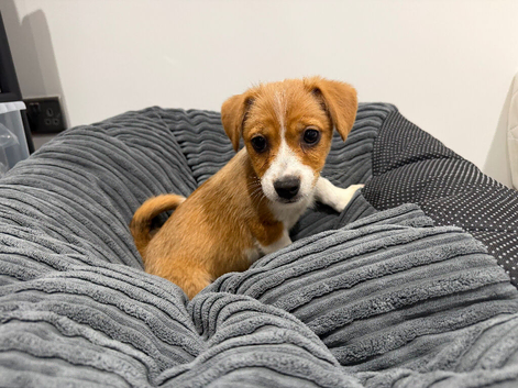 Jack Russel puppy max