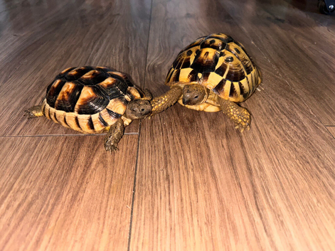 Hermann tortoise and marginated tortoise for sale