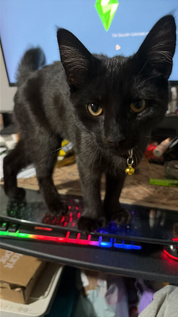6 month male kitten