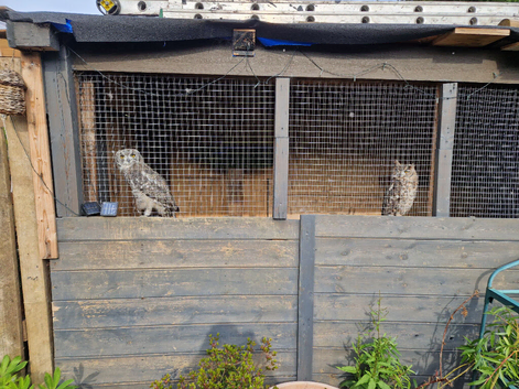 2 african spotted eagle owls for sale